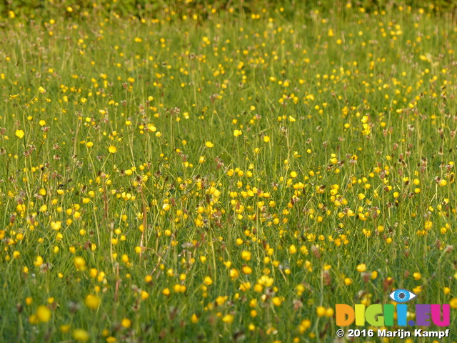 FZ029074 Buttercups